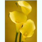Dale Cards - Yellow Calla