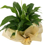 Green Thumb (P2)