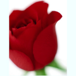 Dale Cards - Red Rose