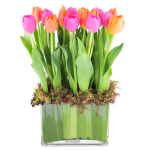Tulip Garden