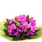 Amazing Orchids