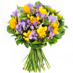Frangrant Freesia