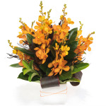 Orchids Glory (A19)