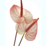 Dale Cards - Pink Anthirium