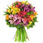 Peruvian Lilies