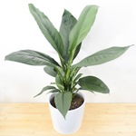 Plant - Peace Lily