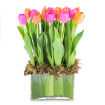 Tulip Garden