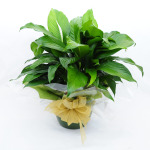 Plant - Peace Lily