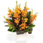 Orchids Glory (A19)