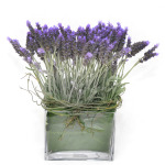 Lavendar Garden