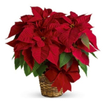 Plant - Bromeliad