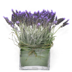 Lavendar Garden