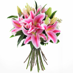 Lush Lilies