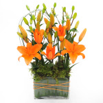 Tiger Lily Garden