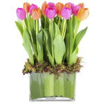 Tulip Garden