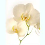 Dale Cards - White Orchid