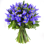 Blue Iris