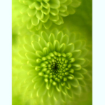 Dale Cards - Chrysanthemum