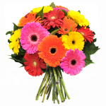Bright Delight (B1)