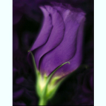 Dale Cards - Purple Lisianthus