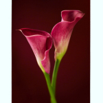 Dale Cards - Magenta Calla