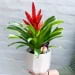 Plant - Bromeliad