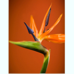 Dale Cards - Bird of Paradise