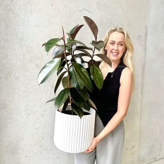 Burgundy Ficus