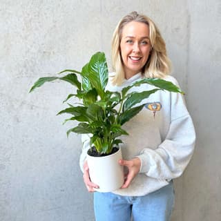Small Peace Lily