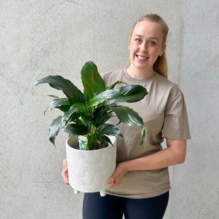 Peace Lily Plant