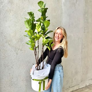 Fiddle Leaf Fig Large