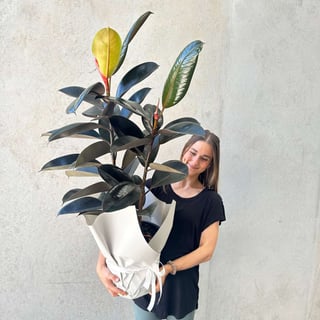 Large Burgundy Ficus