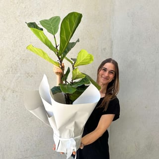 Fiddle Leaf Fig