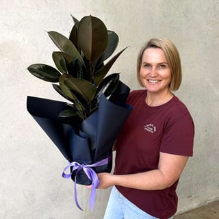 Burgundy Ficus Plant