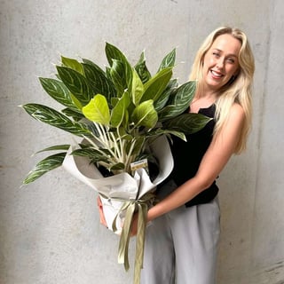 Evergreen Plant