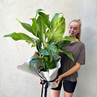 Large Peace Lily Plant