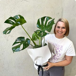 Monstera Plant