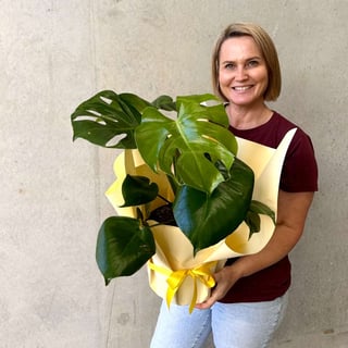 Monstera Plant