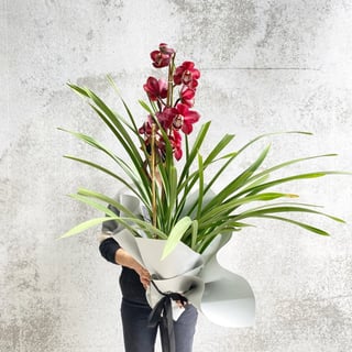 Cymbidium Orchid Plant