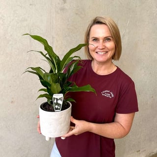Baby Peace Lily