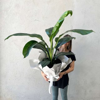 Jumbo Peace Lily