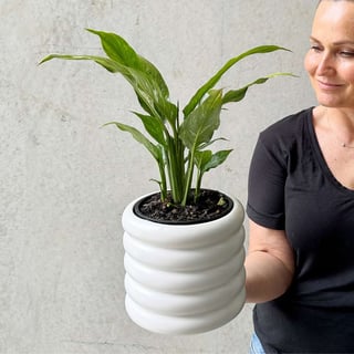Baby Peace Lily
