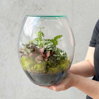 Forest Eco Terrarium