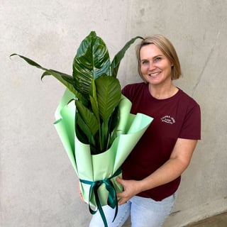 Peace Lily Plant