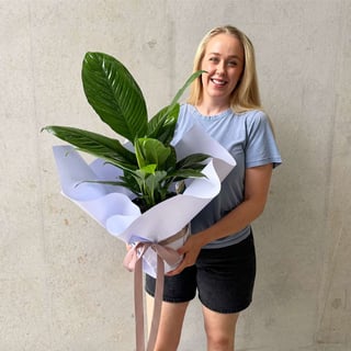 Peace Lily Plant