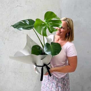 Monstera Plant