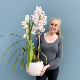 Cymbidium Orchid in a Bower Pot