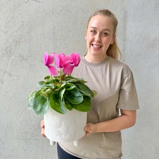 Cyclamen Plant