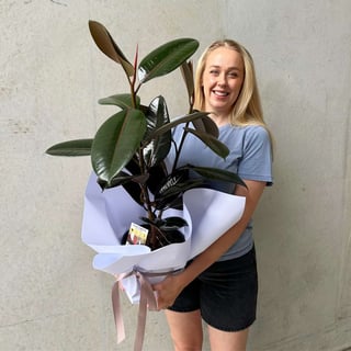 Burgundy Ficus Plant