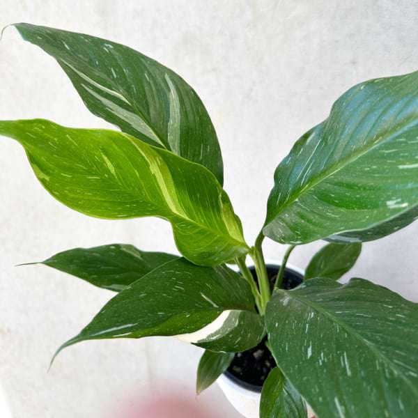 Baby Peace Lily 2